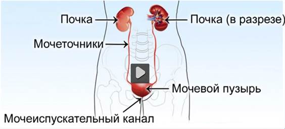 Выделительная система млекопитающих