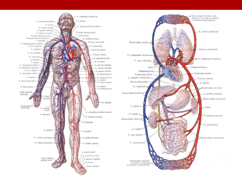 Вены и артерии схема. Анатомия строение кровеносной системы. Атлас кровеносной системы человека анатомический. Сердечно-сосудистая система: ее строение. Атлас по анатомии кровеносная система.