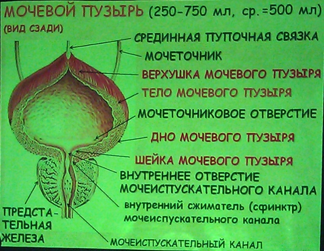 Мочевой пузырь это. Строение мочевого пузыря у женщин. Мочевой пузырь анатомия у мужчин. Дно мочевого пузыря анатомия. Мочевой пузырь анатомия у женщин.