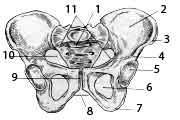 Таз топографическая анатомия