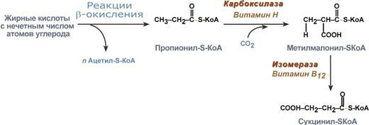 Окисление 2 кислот. Бета окисление жирных кислот с нечетным числом углеродных атомов. Бета окисление жирных кислот с нечетным количеством атомов углерода. Окисление жирных кислот с нечетным количеством углеродных атомов. Окисление жирных кислот с Нечётным числом атомов углерода.