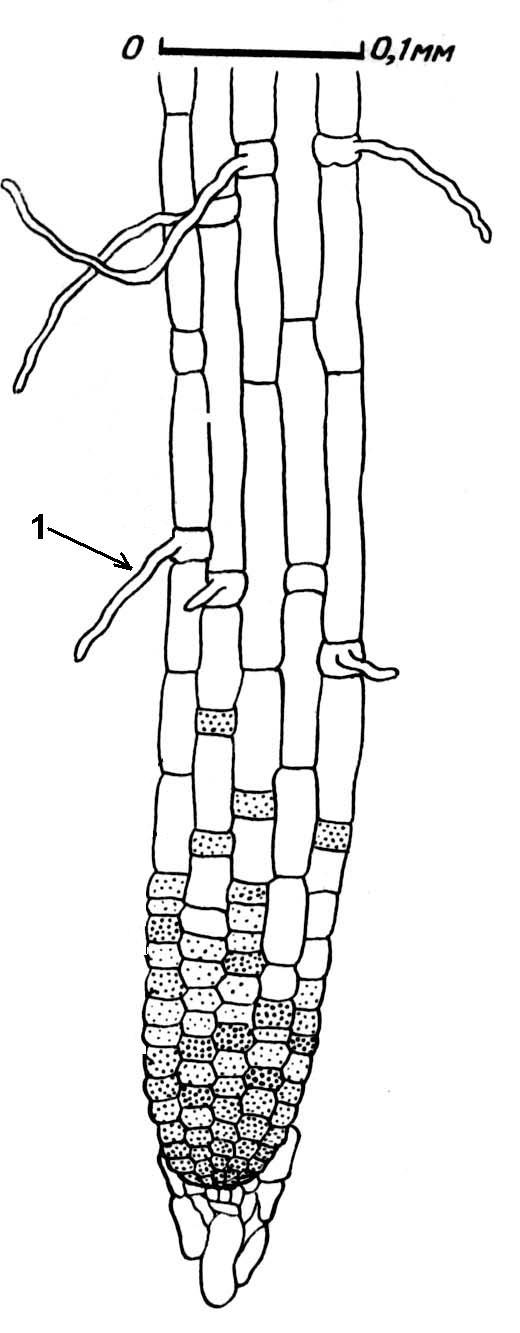 Корневые волоски ткань. Ткани растений ризодерма. Покровные ткани растений ризодерма. ) Ризодерма (покровная ткань корня). Ризодерма эпиблема.