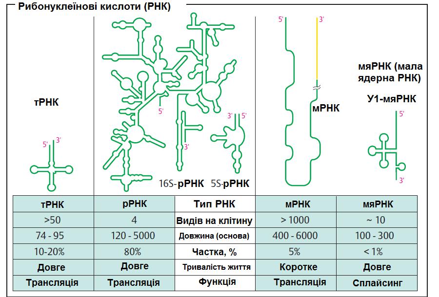 Номер рнк. Строение и функции р РНК. Рибосомальная РНК структура. Строение и функции МРНК, ТРНК, РРНК. РНК ИРНК ТРНК РРНК.