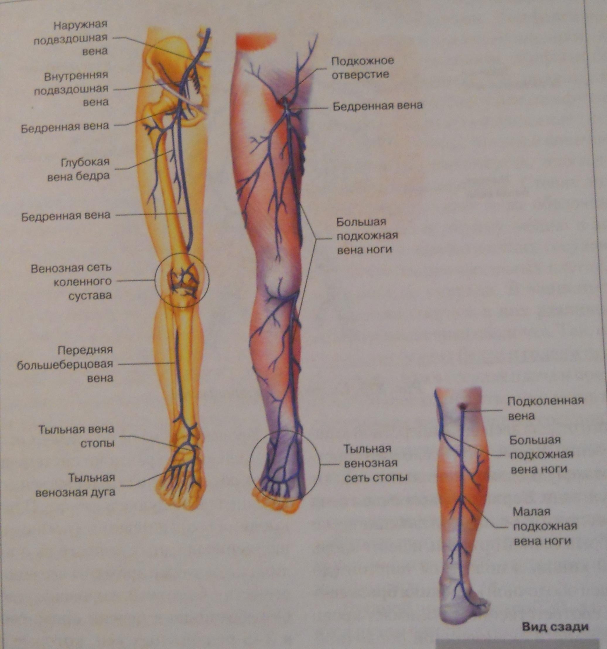 Вены ноги человека. Вены нижней конечности анатомия. Сосуды и вены нижних конечностей анатомия.