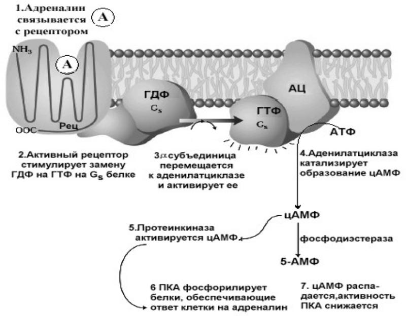 Фермент адреналина. ЦАМФ механизм действия гормонов. Аденилатциклазная система биохимия схема. Механизм активации фермента с участием аденилатциклазной системы.
