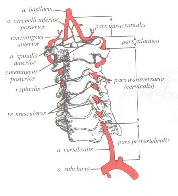 Позвоночная артерия анатомия схема