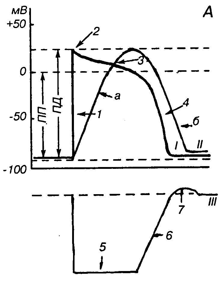 Пд это. Потенциал действия клеток сократительного миокарда. Фазы потенциала действия сердечной мышцы. Потенциал действия сердечной мышцы физиология. Потенциал действия сердечной мышцы и фазы возбудимости.
