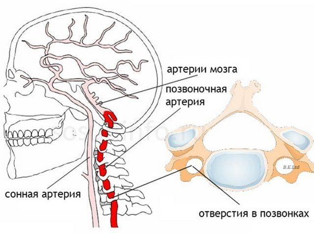 Расположение артерий 