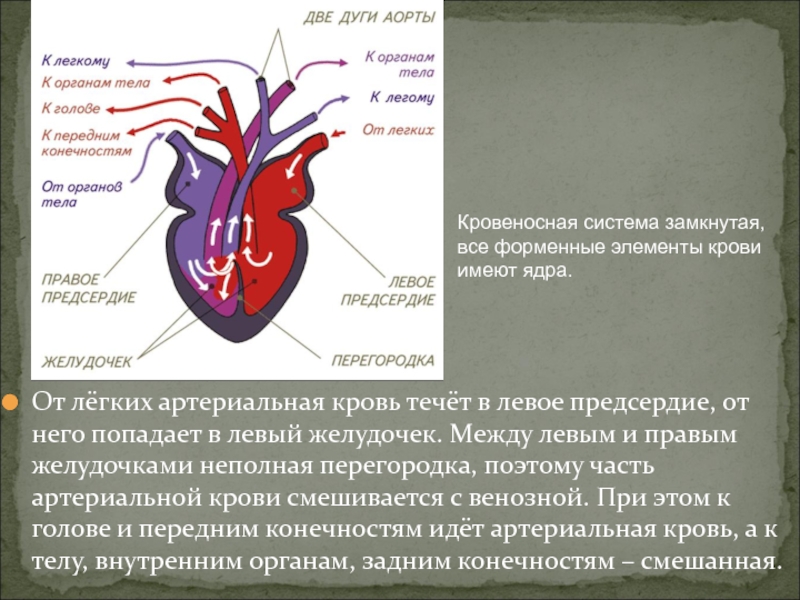 Венозная кровь наблюдается в. Разделение артериальной и венозной крови в сердце. Кровь в левый желудочек попадает. Артериальная кровь левое предсердие.