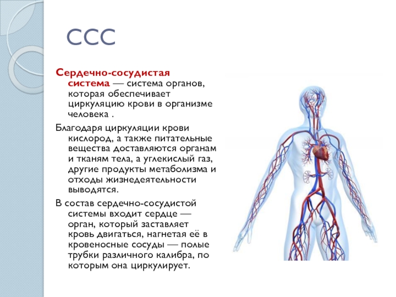 Функции сердечно сосудистой системы картинки