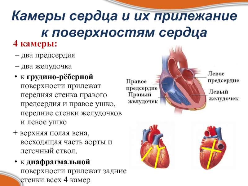 Камеры сердца схема