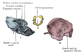 1. Outer surface of petromastoid part. 2. Outer surface of tympanic ring. 3. Inner surface of squama. 