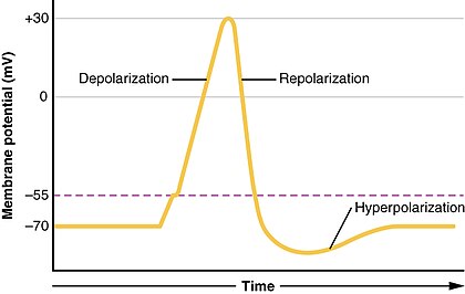1221 Action Potential.jpg