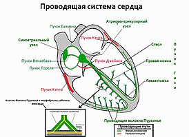 Heart conductive system.jpg