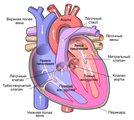 Heart ru.svg