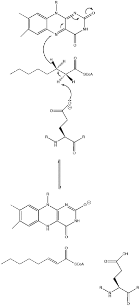 Beta-Oxidation1.svg