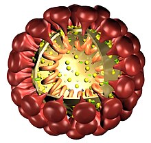 Coronaviruses 004 lores.jpg