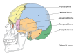 Cranial bones. 