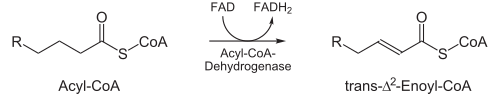 Beta-Oxidation1.svg