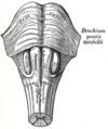 Arteries beneath brain Gray closer.jpg