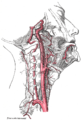 Arteries beneath brain Gray closer.jpg