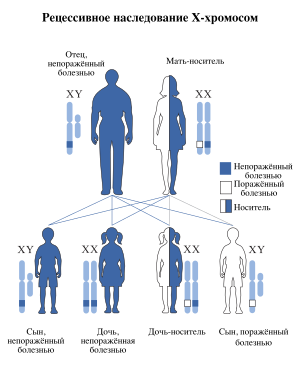 X-linked recessive-ru.svg