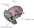 Figure 7 : Temporal bone at birth. Outer aspect. 