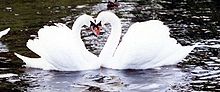 SwansHeart.jpg