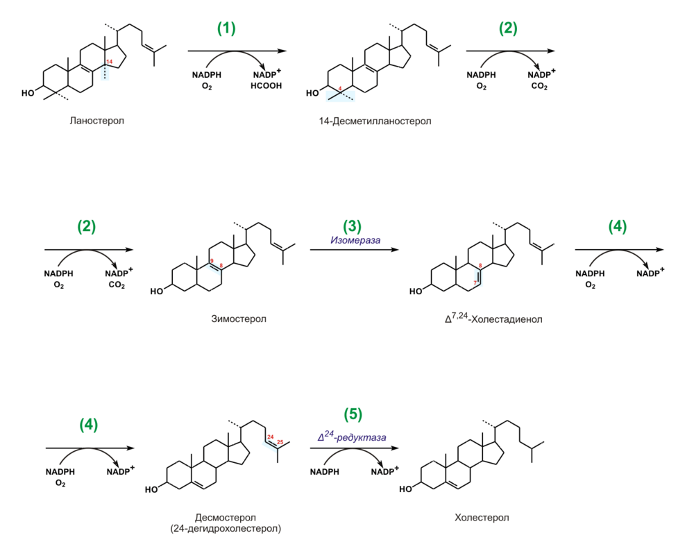 Синтез холестерина из ланостерина