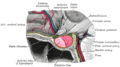 Arteries beneath brain Gray closer.jpg