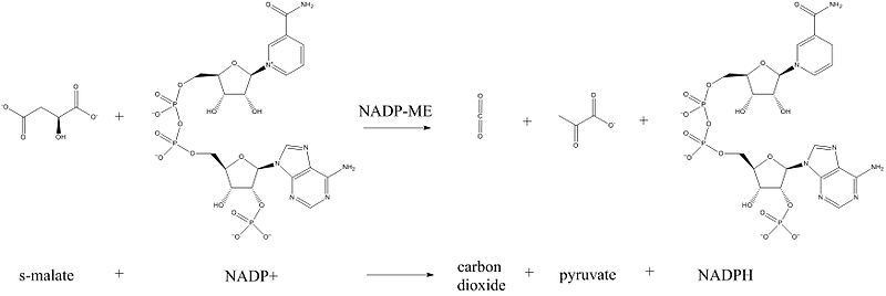 NADP-dependent malic enzyme chemical reaction scheme.jpg