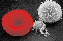 Red White Blood cells var.jpg