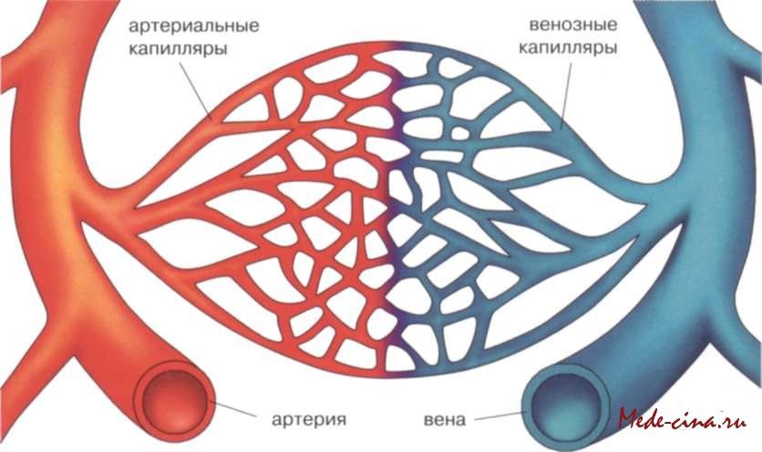 Болезни сосудов нижних конечностей