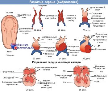 Иллюстрация 1