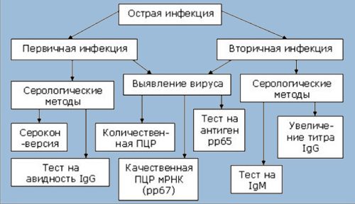 Диагностика цитомегаловируса