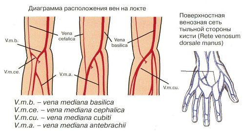 Расположение вен на локте