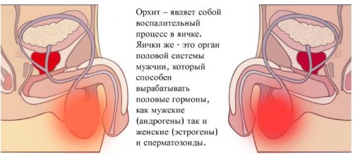 Развитие орхита