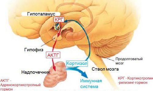 Схема развития стресса