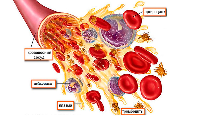 Компоненты крови