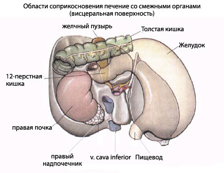 строение печени