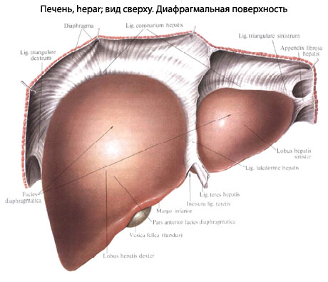 строение печени