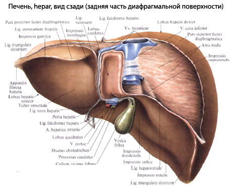 строение печени