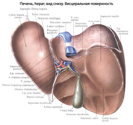 строение печени