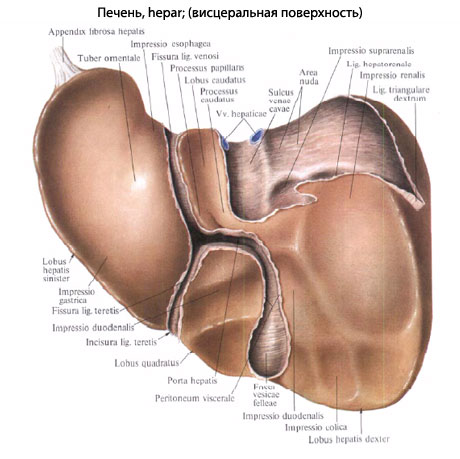 строение печени