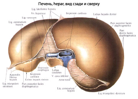 строение печени