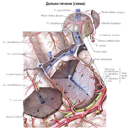 строение печени