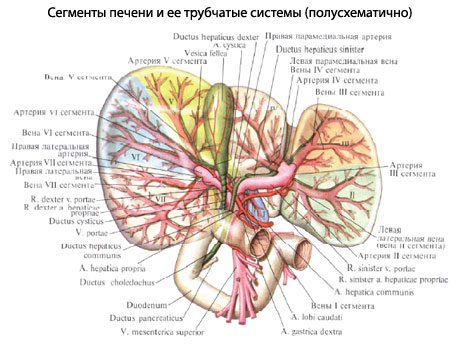 строение печени