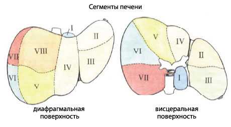 строение печени