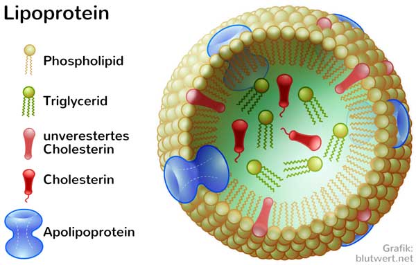 Lipoprotein