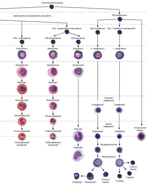 Классы клеток. Клетки крови схема кроветворения. Стволовая клетка крови схема. Схема гемопоэза гистология. Схема гемопоэза иммунология.